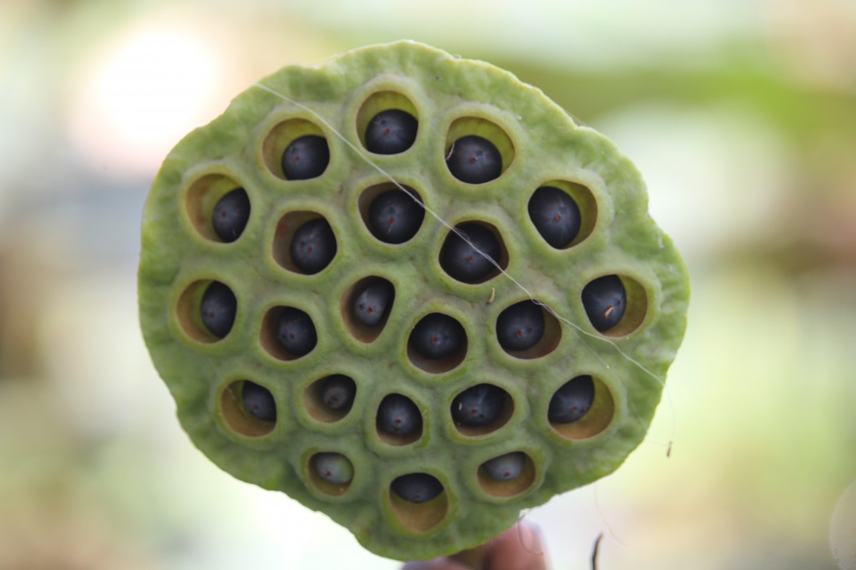 Nelumbo nucifera Gaertn.